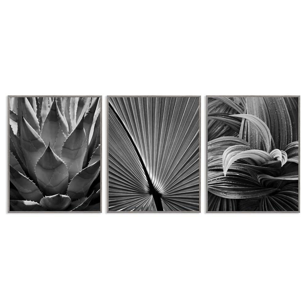 Palm Frond Details by Chip Forelli 3 Pieces Gray Framed Nature Giclee Art Print 14 in. x 11 in. price history on PriceWatchPro