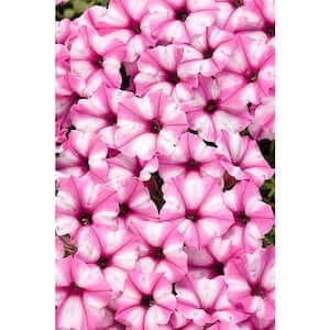 4.25 in. Grande Supertunia Mini Vista Pink Star (Petunia) Live Plant, Light Pink and White Striped Flowers (4-Pack)