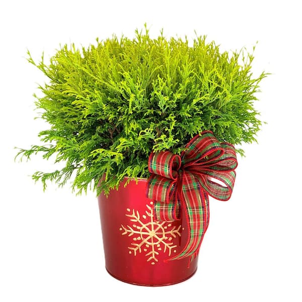Unbranded 10 in. Holiday Cypress (Lemon Thread) Live Shrub in Bright Red Gold Snowflake Metal Pot with Holiday Bow