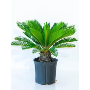 10 in. King Sago Palm Plant in Black Grower Pot