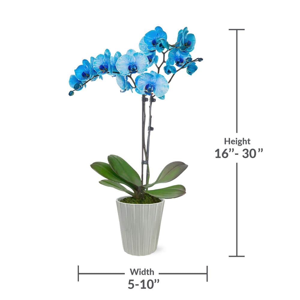 Watercolor Blue Phalaenopsis Orchid in Beige Ceramic Pot