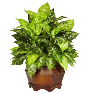 24 in. Artificial H Green Variegated Dieffenbachia with Large Hexagon Silk Plant