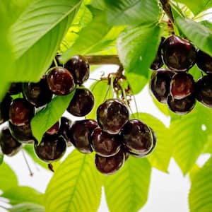 5 Gal. Black Republican Fruiting Cherry Tree