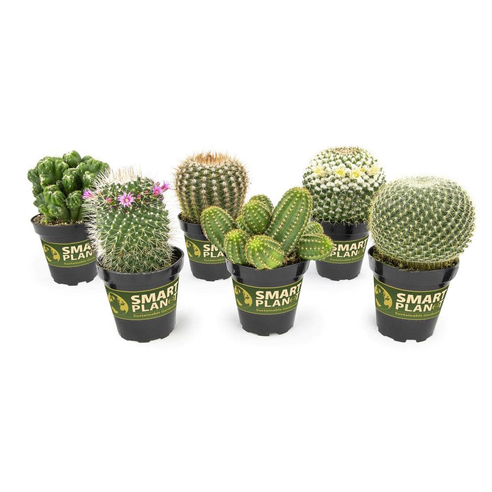 SMART PLANET 9 cm Assorted Cactus Plant Collection (6-Pack) 0883219 - The  Home Depot