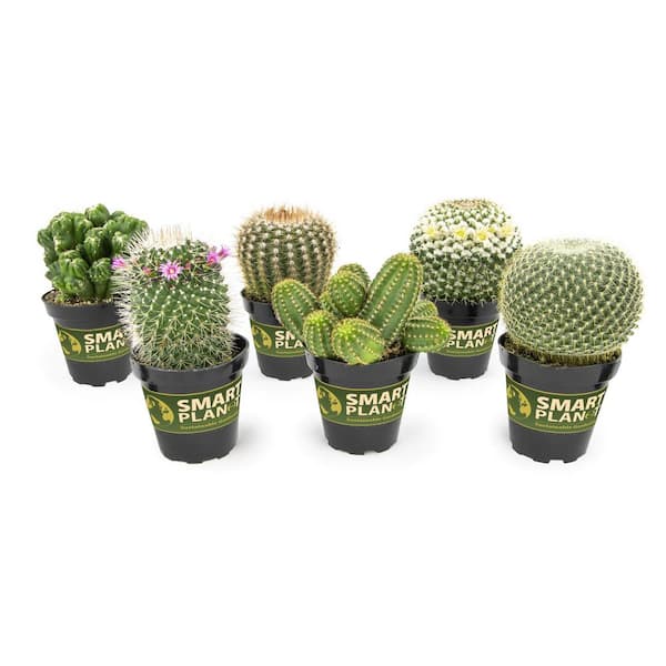 SMART PLANET 9 cm Assorted Cactus Plant Collection (6-Pack)