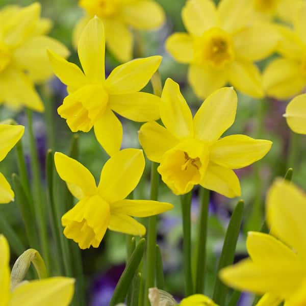Garden State Bulb 14/16 cm Jonquil Sailboat Daffodil Flower Bulbs, Yellow (Bag of 25)