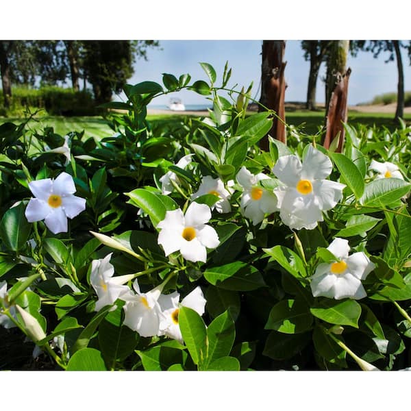 Rio 0.9 Gal. (#9) Dipladenia Flowering Annual Shrub with White