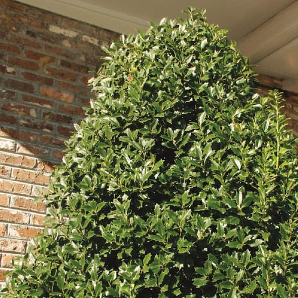 7 Gal. Oakland Japanese Holly(Ilex), Live Evergreen Shrub, Glossy Green Oak-Shaped Leaves