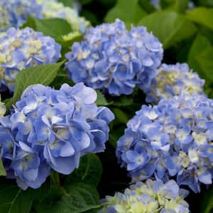 2 Gal. Dear Dolores Hydrangea Live Deciduous Shrub, Blue Mophead Flowers