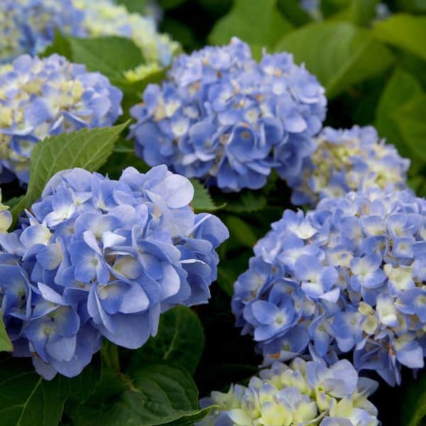 Southern Living 2 Gal. Dear Dolores Hydrangea Live Deciduous Shrub, Blue Mophead Flowers