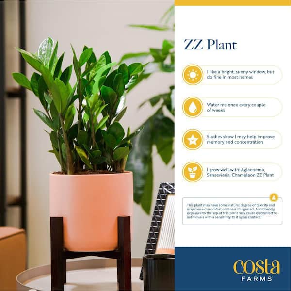 Costa Farms Zamioculcas Zamiifolia ZZ Indoor Plant in 6 in