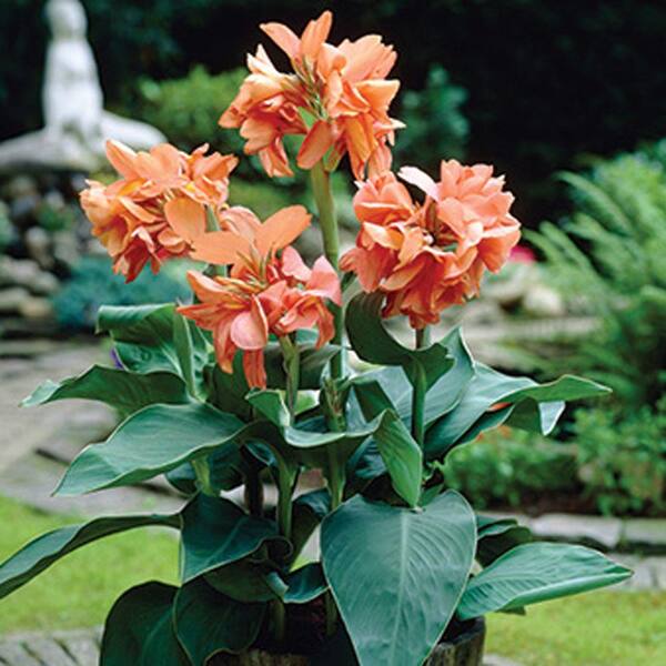 Unbranded Low Growing Canna Tropical Sunrise Dormant Bulbs (6-Pack)