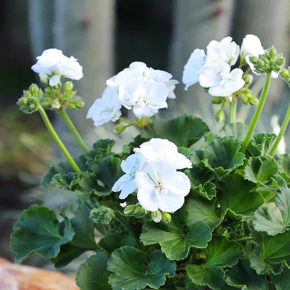 White Geranium Zonal Outdoor Flowering Plant in 1 Gallon Container