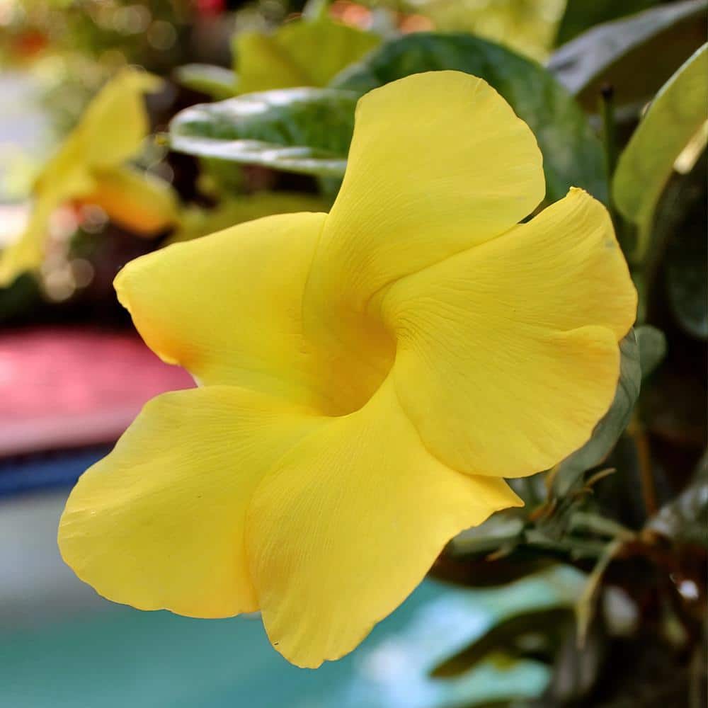 Large Yellow Dipladenia Diamantina Opal in Black Grower Pot