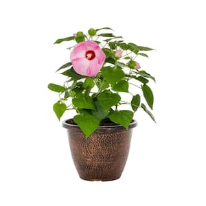 1.75 Gal. Hibiscus Luna Pink Swirl Perennial Plant (1-Pack)