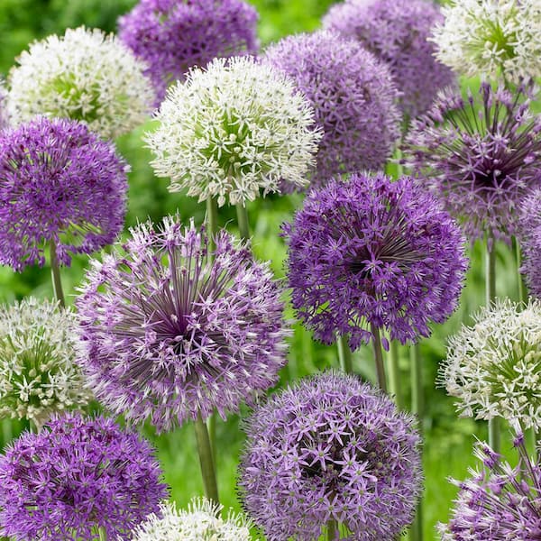 VAN ZYVERDEN Allium Blend Set of 6 Bulbs