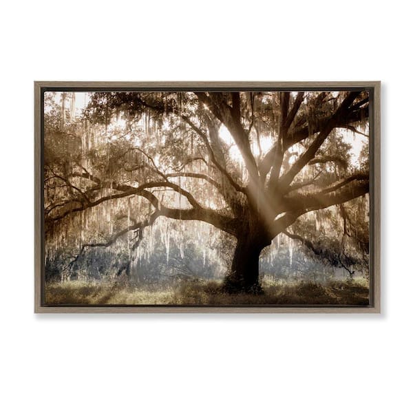 Stupell Industries Sun Streak Through Tree by Danita Delimont Brown Floater Frame Nature Graphic Art Print 21 in. x 31 in.