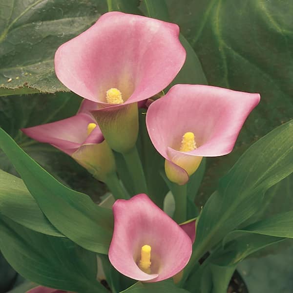 BELL NURSERY 2.2 Gal. #11 Pink Calla Lily Plant