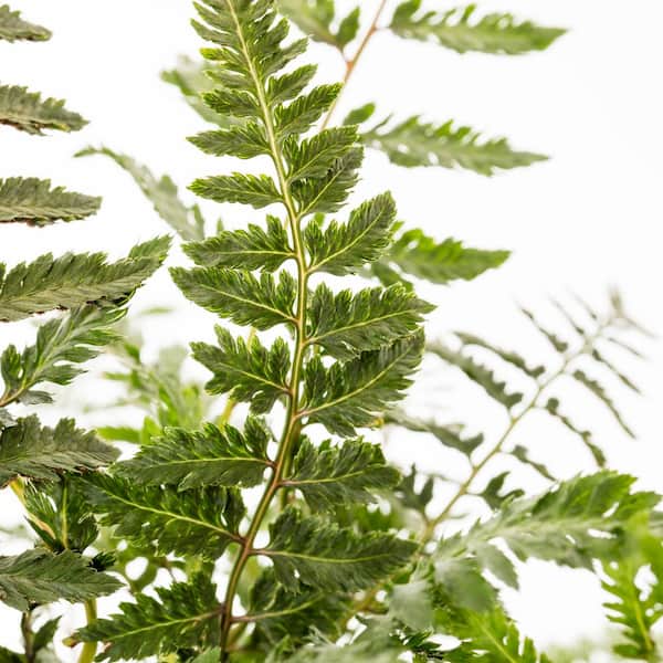 #5 1 Qt. Japanese Painted Fern Plant