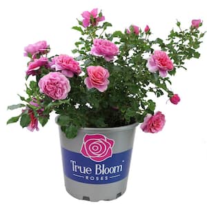 8 Qt. True Bloom True Inspiration Rose with Light Pink Flowers