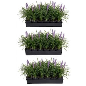 Big Blue Liriope 3 1/4 in. Pots (54-Pack) - Live Groundcover Grass