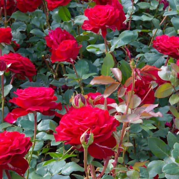 My Bouquet 2 Gal. My Bouquet Rose Forever Yours Red