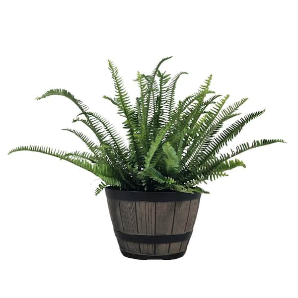 Pure Beauty Farms 2.5 qt. Kimberly Fern Live Plant in 8 in. Whiskey Barrel Deco Pot