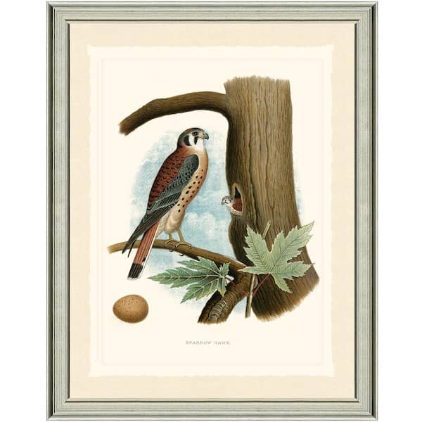 Vintage Print Gallery 20 in. x 24 in. Sparrows Framed Archival Paper Wall Art