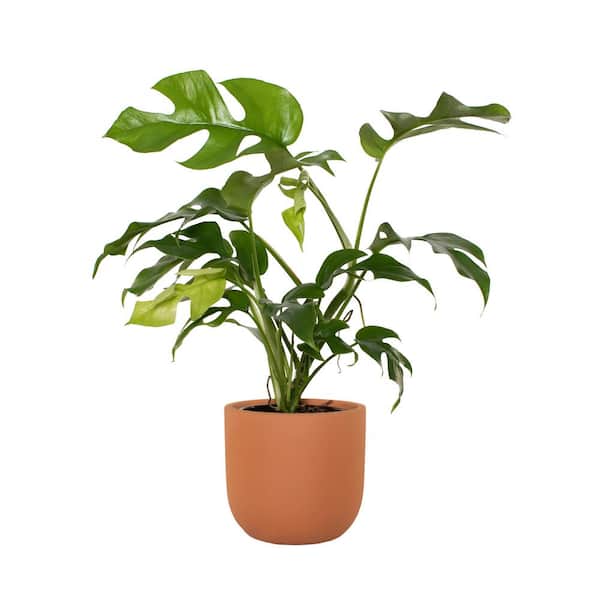 national PLANT NETWORK 5 in. Terracotta Modern Bowl Planter with a 4 in. Monstera Ginny Plant (1-Piece)