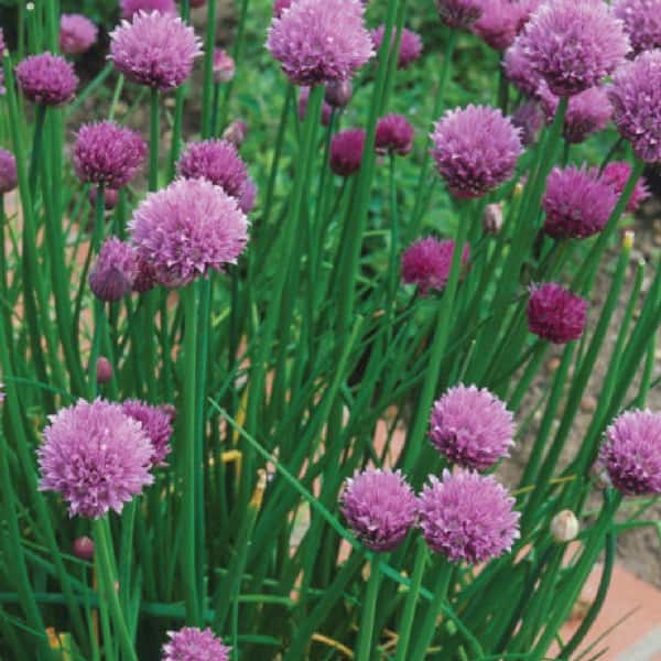 Organic Garden Chives Seeds