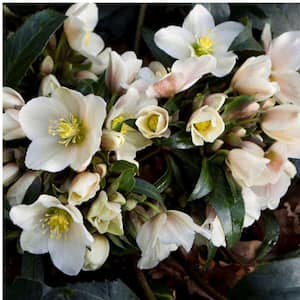 1 Gal. Joker Lenten Rose, White and Pink Early Spring Flowering Hellebore, Perennial Evergreen