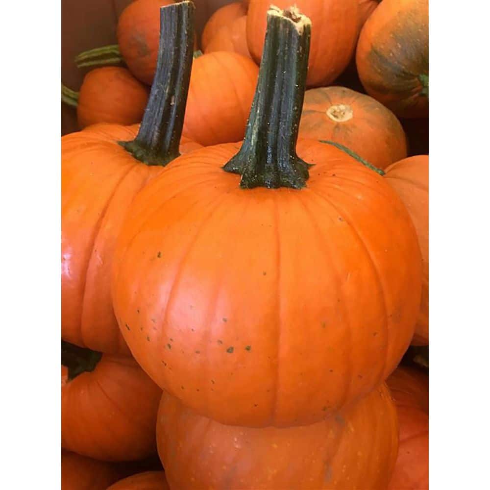 pumpkins-gourds-768986600217-
