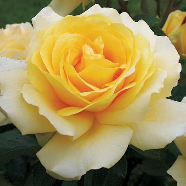 FLOWERWOOD 2 Gal. Rose Eleganza Winter Sun - Fragrant Blooming Shrub