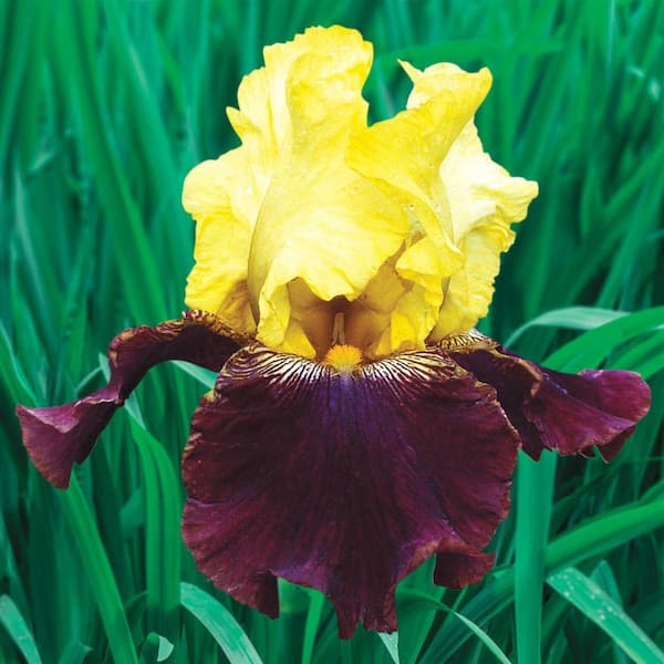 Breck's Blatant Kickstart Reblooming Iris Perennial Plant Dormant Bare Root Jumbo Rhizome (1-Pack)