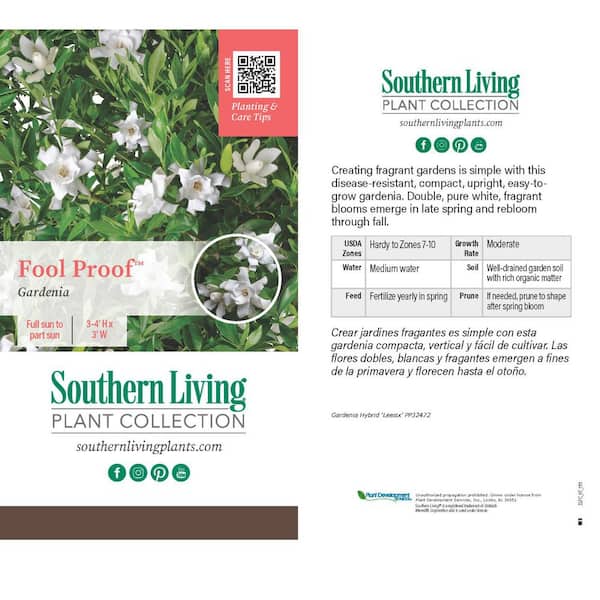 SOUTHERN LIVING 2 Gal. Fool Proof Gardenia, Evergreen Shrub with