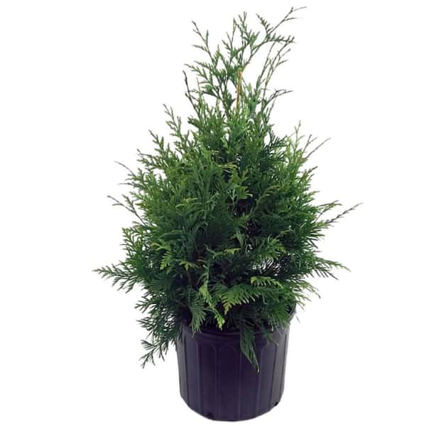 Green Promise Farms 2 Gal. Green Giant Western Arborvitae, Live Plant with Green Foliage, Zone 4-8 (1 Pack)