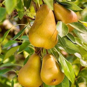 Honeysweet Pear (Pyrus) Live Bareroot Fruiting Tree (1-Pack)
