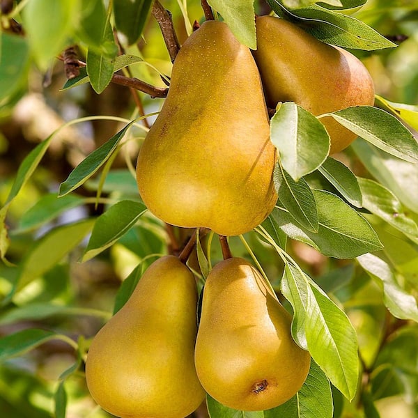 Honeysweet Pear Dormant Bare Root Standard Fruiting Starter Tree (1-Pack)