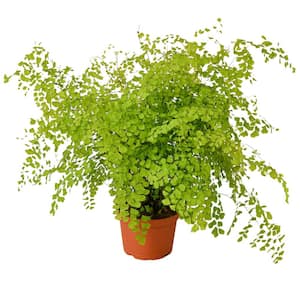 Maidenhair Fern (Adiantum) Plant in 6 in. Grower Pot