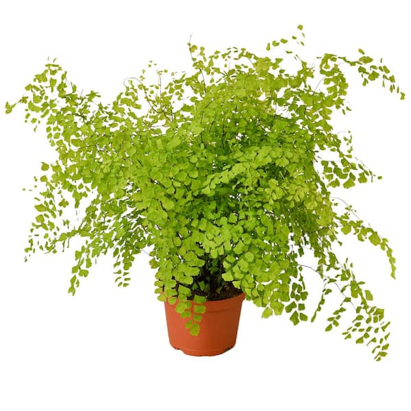 PPC INTERNATIONAL LLC Maidenhair Fern (Adiantum) Plant in 6 in. Grower Pot