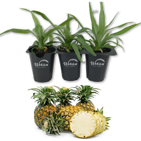 Wekiva Foliage Sugarloaf Pineapple Plant-3 Live Starter Plants in 2 Inch  Pots-Ananas Comosus-Edible Fruit Tree Patio and Garden SgrLoafPi3x2 - The Home  Depot