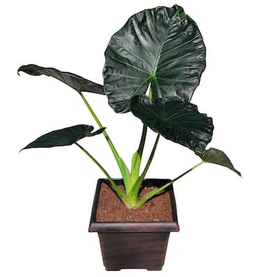 8.25 qt. Partial Tropical Sun Alocasia Plant in 10 in. Decorative Resin Pot