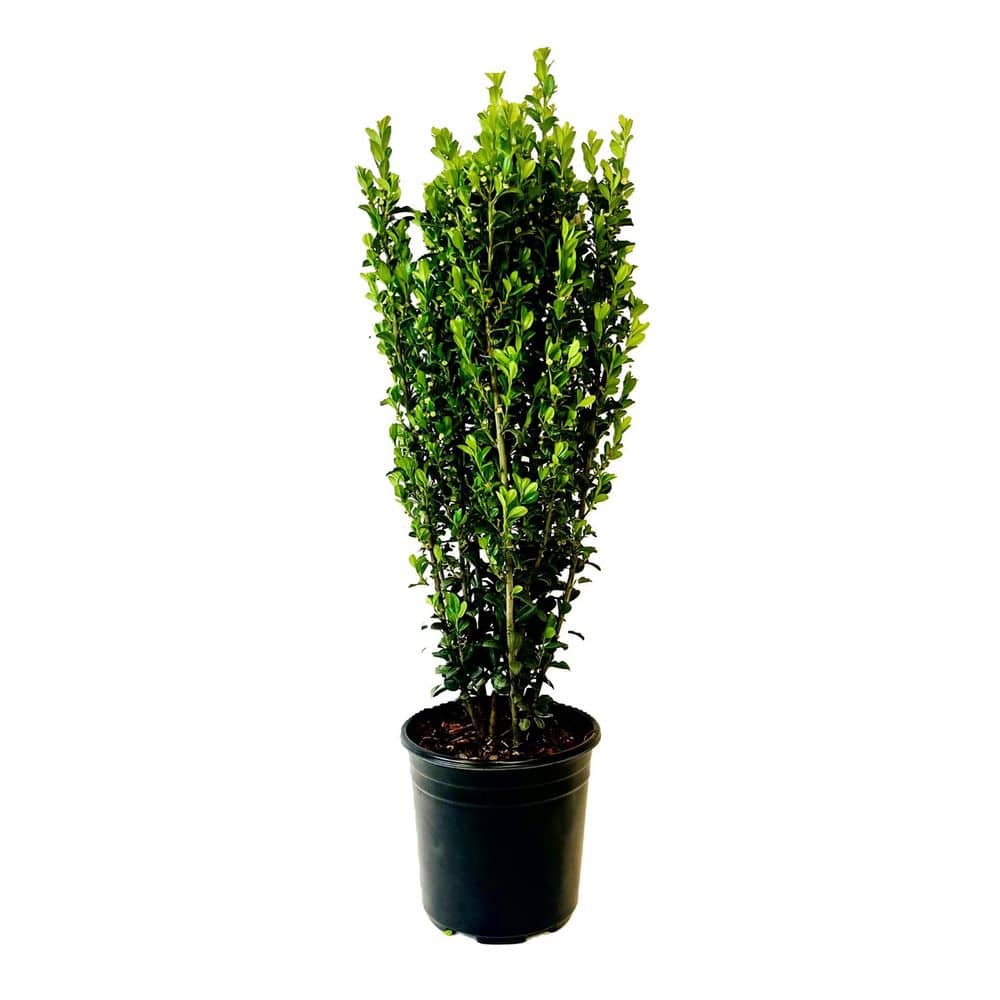shrubs-bushes-o4784016ppk-
