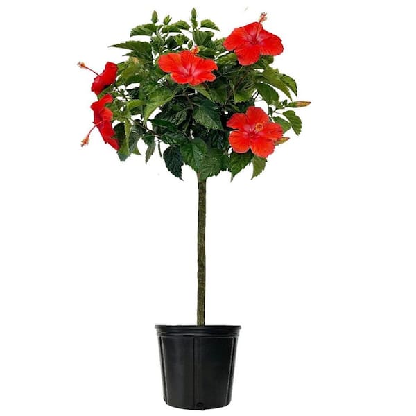 NATURE'S WAY FARMS 2 Gal. Hibiscus Tree Plant with Red Flowers in Growers Pot