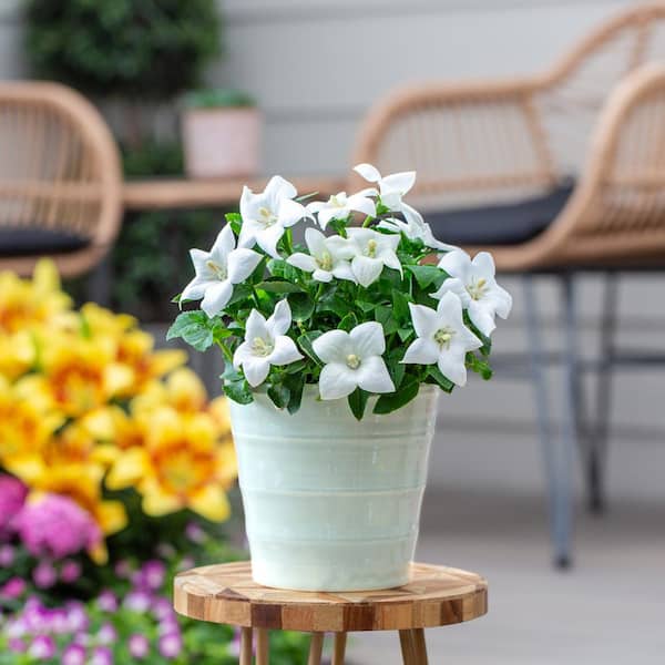 2 Qt. Platycodon Balloon Flower 'Twinkle White' White Perennial Plant (3-Pack)