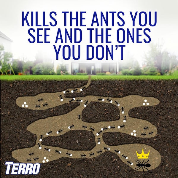 DON'T KILL the ants in your home!! ❌ 