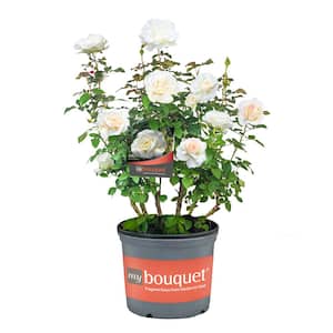 2 Gal. Shirley's Bouquet Rose with White Flowers