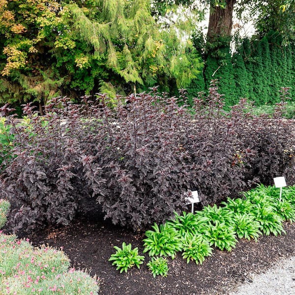 DIRECT GARDENING 2 Gal. Pot, Panther Ninebark Bush Potted