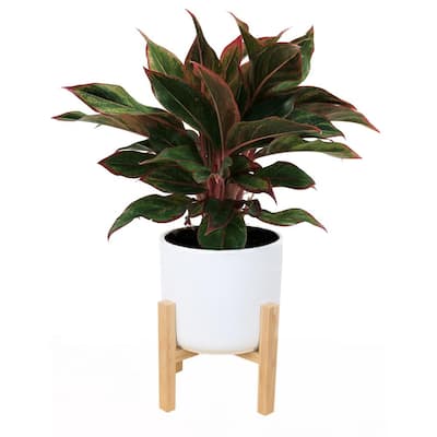 6 in. Siam Aurora Red Aglaonema, Chinese Evergreen Plant in White Mid Century Planter and Stand