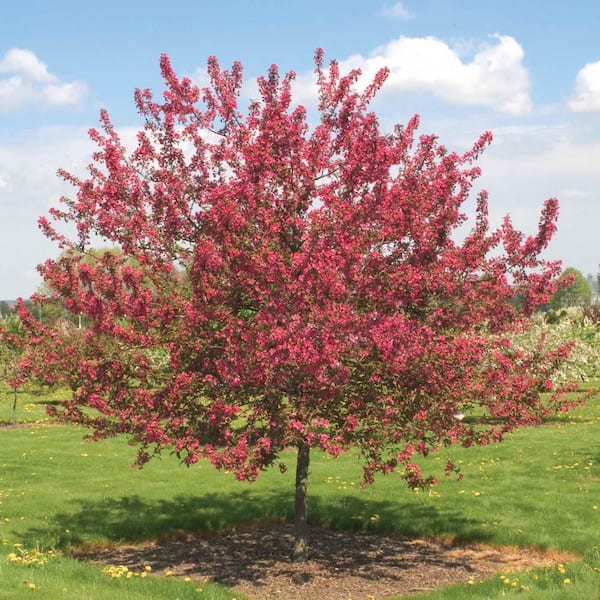 Prarie Fire Crabapple Dormant Bare Root Ornamental Starter Tree (1-Pack)